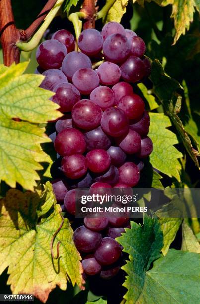 GRAPPE DE RAISIN D'ALSACE, HAUT-RHIN, FRANCE.