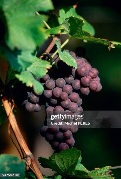 GRAPPE DE RAISIN TOKAY, ALSACE, FRANCE.