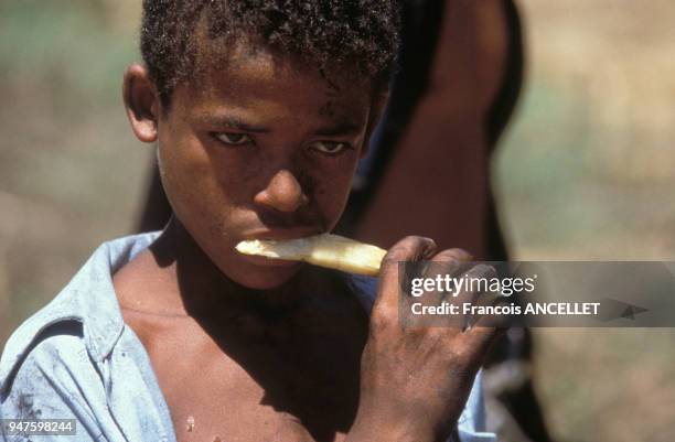 Enfant machant un morceau de canne à sucre au Brésil.