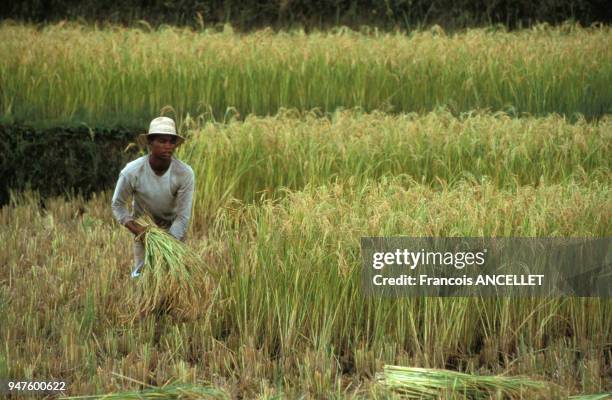 Madagascar Riz 35 Madagascar Riz Stock Photos, High-Res Pictures, and Images - Getty ...