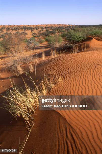 Dunes de sable dans le désert du Kalahari, Namibie.