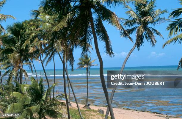 A PRAIA DO FORTE, GRANDE PLAGE ET PISCINES NATURELLES, BRESIL.