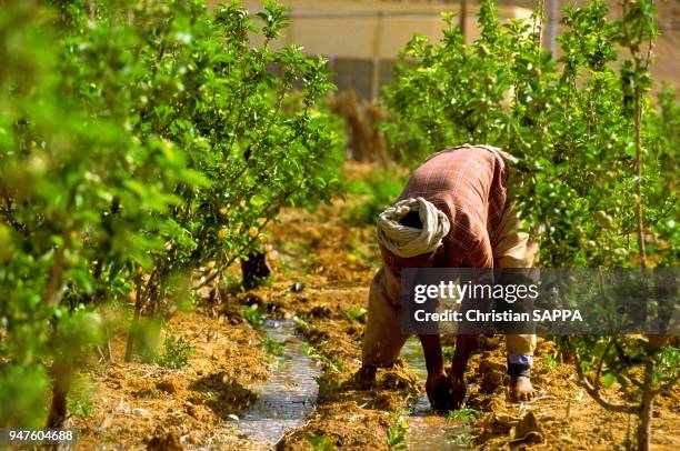 Un homme arrose son verger à l'aide de petits canaux d'irrigation, circa 1980, Ghardaia, Algérie.