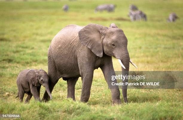 Elephant d'Afrique , Afrique, Kenya, Parc National d'Amboselli.