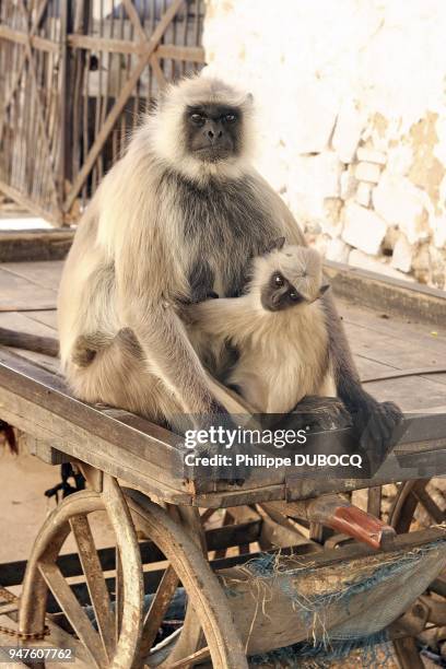 Connu aussi sous le nom de Hanuman langur. C'est un des plus grand singe d'Asie. Tres sociable ils vivent en troupes d'une vingtaine d'individus. Ils...