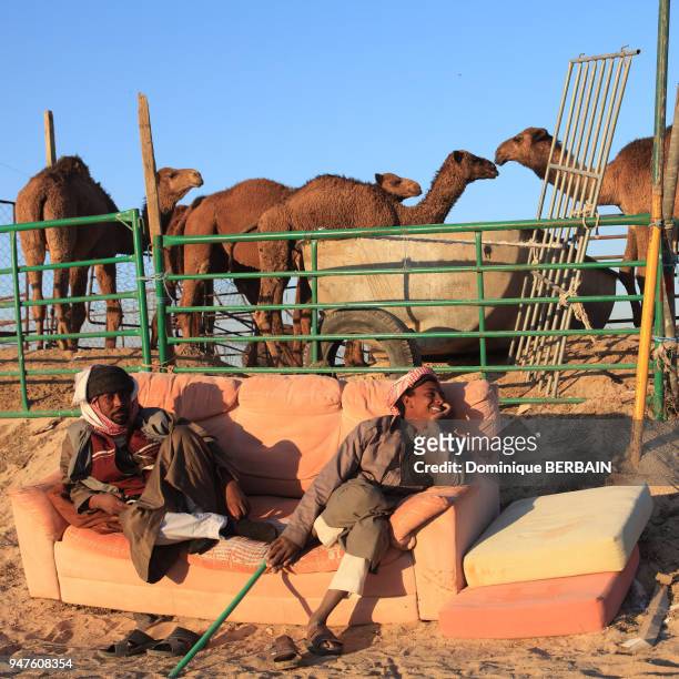 Les chameliers elevent des troupeaux de dromadaires appartenant a des proprietaires koweitiens, ces animaux sont destinés a la vente, le lait et la...