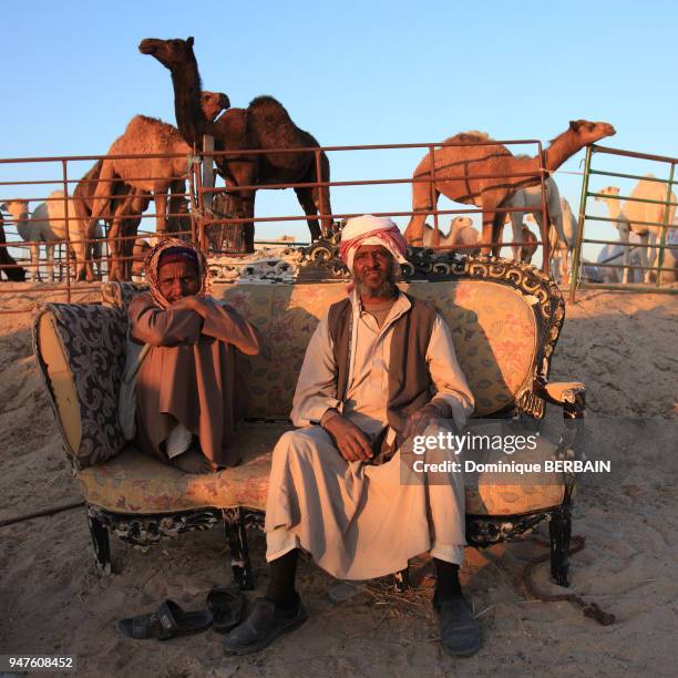 Les chameliers elevent des troupeaux de dromadaires appartenant a des proprietaires koweitiens, ces animaux sont destines a la vente, le lait et la...