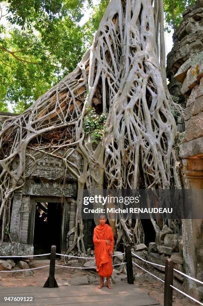 Cambodia, Siem Reap Province, Angkor classified World Heritage by UNESCO, the temple of Ta Prohm, built in 1186 by King Jayavarman VII, the roots of...