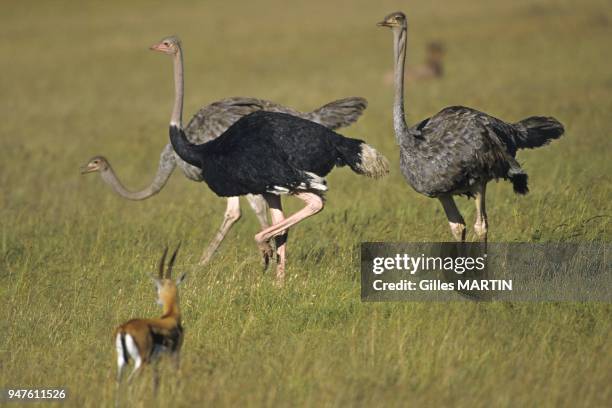 Kenya, Africa, medium view of an ostriches grouping in the savannah.