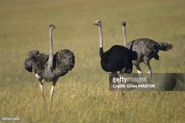 Kenya, Africa, in dry season, Medium view of an ostriches grouping in the savannah.