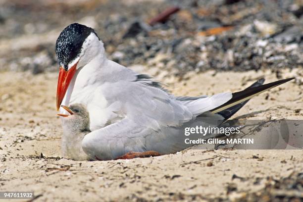 Indian ocean, Seychelles, Aldabra Atoll, in spring Season.