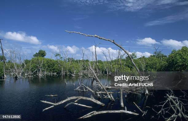 LAC DE TARPOON, PETITE ILE CAIMAN, ILES CAIMANS.