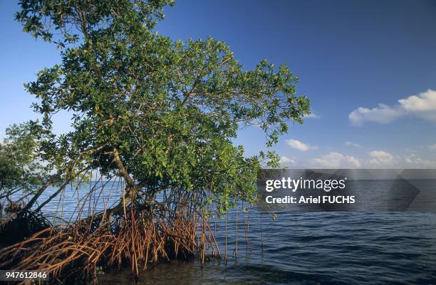 PALETUVIER, GRANDE ILE CAIMAN, ILES CAIMANS.