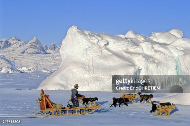 Durant le long hiver arctique, les groenlandais de la cote-est du Groenland utilisent toujours leurs chiens pour se deplacer, chasser ou pecher....