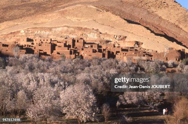 Amandiers en fleur dans la région de Télouet, Maroc.