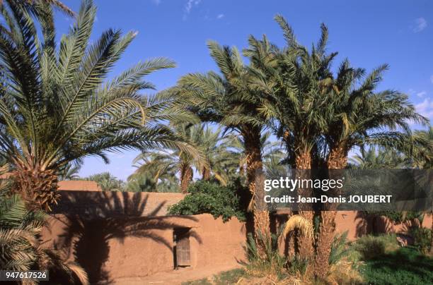 La palmeraie de Zagora, Maroc.