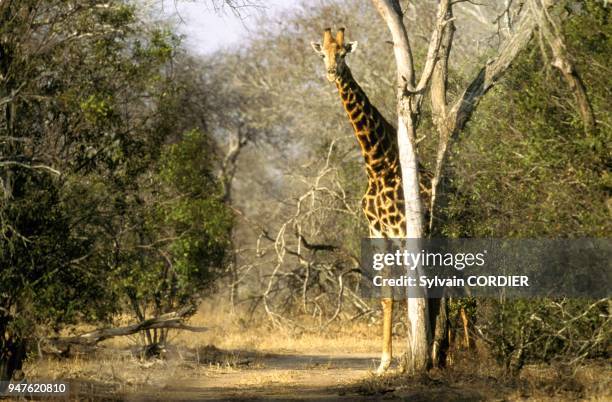 Girafe , Afrique, Afrique du Sud.