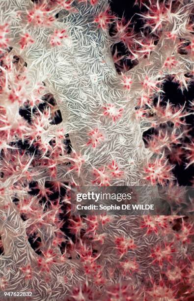 Soft Coral, alcyonaire , Seychelles, Aldabra.
