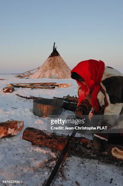 Femme coupant du bois pour cuisiner dans sa tente traditionelle Nenets le 8 mars 2011, pensinsule de Yamal, Siberie, Russie.