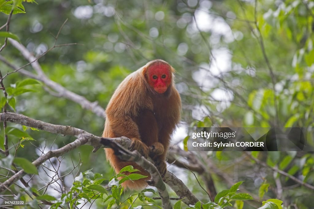 Bresil, Ouakari chauve (Cacajao calvus)