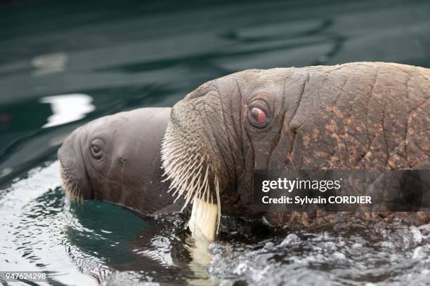 Federation de Russie, Province autonome de Chukotka, ile de Wrangel, Banquise, Morse du Pacifique , nageant dans la mer. Russia, Chukotka autonomous...