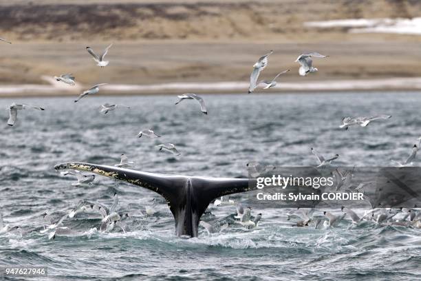 12 Nageoire Stock Photos, HighRes Pictures, and Images Getty Images