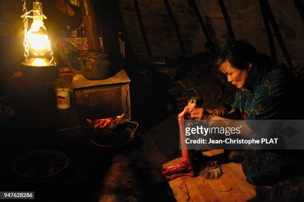 Femme en train de couper la peau d'un renard pour fabriquer des vetements, a l'interieur d une tente traditionnelle le 9 mars 2011, pensinsule de...