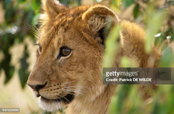 Jeune Lionceau , Afrique, Kenya, Reserve Nationale du Masai-Mara.