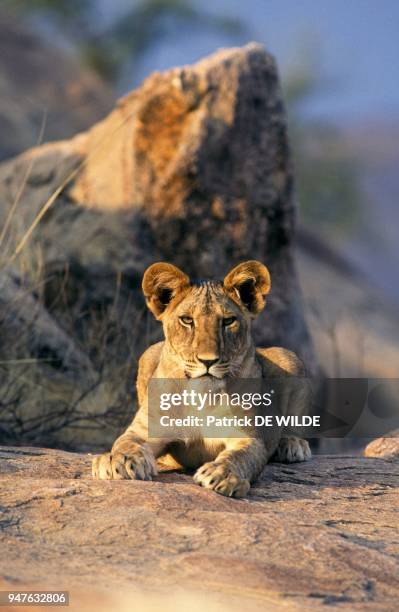 Jeune Lionceau , Afrique, Kenya, Parc National de Samburu.