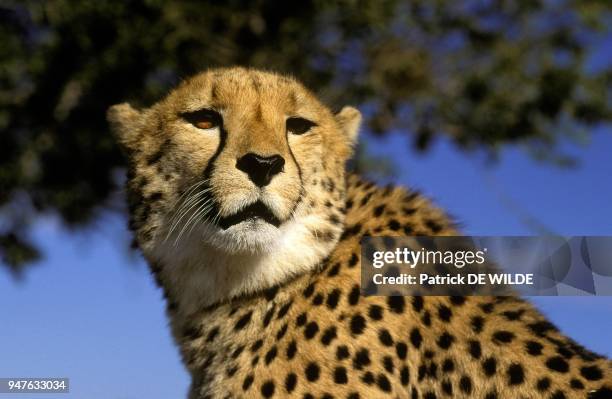 Guepard , Afrique, Namibie, Okonjima.