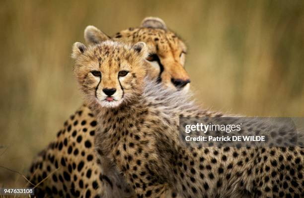 Guepard, Mere et Petit, Afrique, Kenya, Reserve Nationale du Masai-Mara.