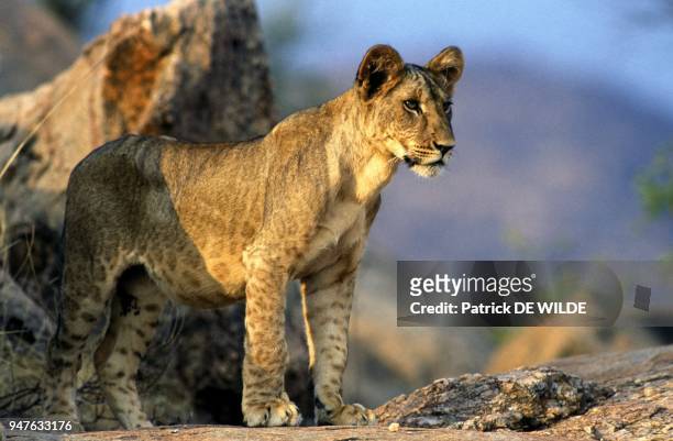 Lionceau , Afrique, Kenya.