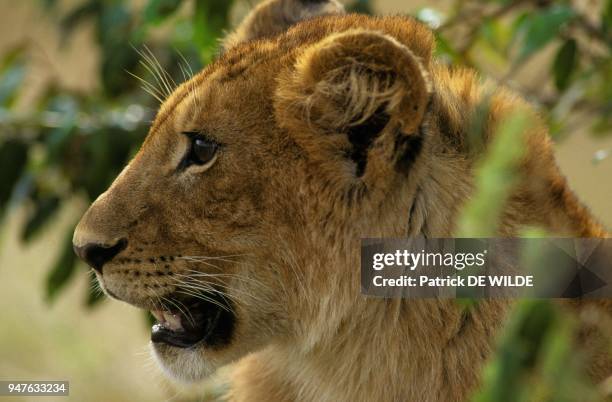 Jeune Lionceau , Afrique, Kenya, Reserve Nationale du Masai-Mara.