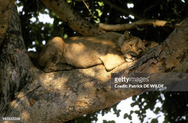 Lionne perchee dans un arbre, Afrique, Zambie, Kafue Busanga.