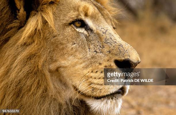 Lion , Afrique, Afrique du Sud, Province du Nord, Tshukudu.
