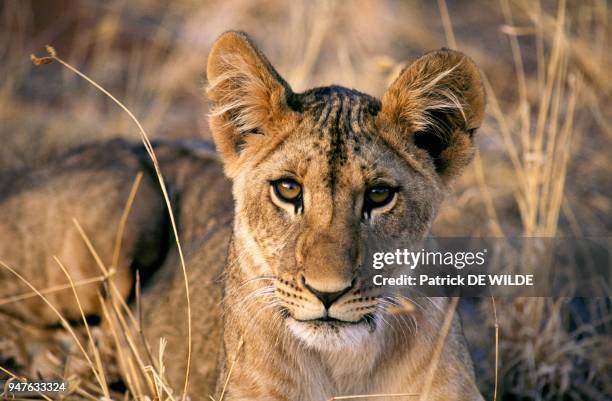 Jeune Lionceau , Afrique, Kenya, Parc National de Samburu.