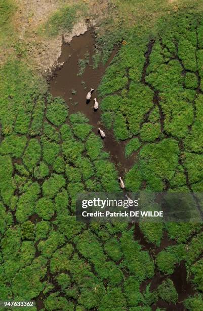 Zebre de Grant , Afrique, Kenya, Parc Naturel d'Amboseli.