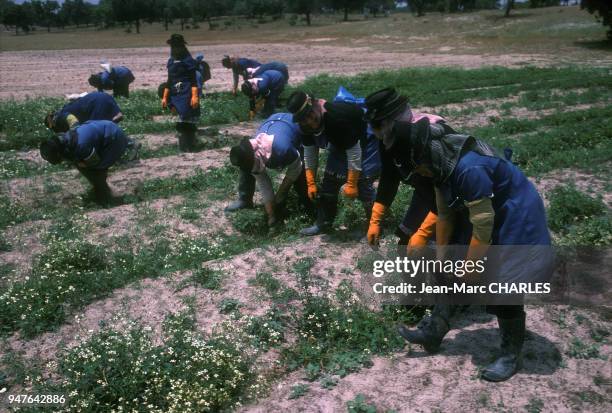 Désherbage des tomates en pépinière dans la région d'Atalho au Portugal en juin 1978.