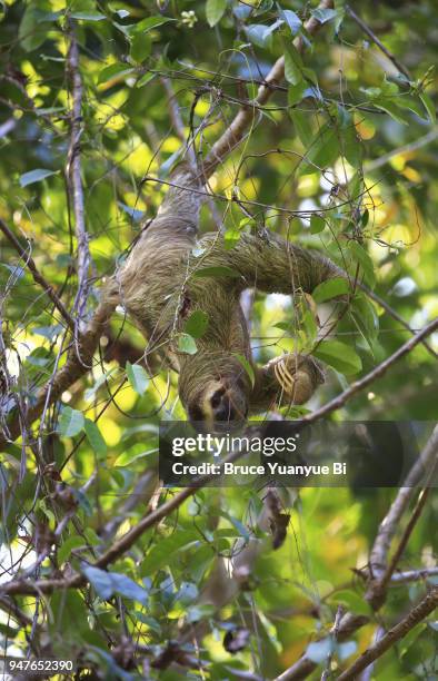 sloth on the tree - quepos stock pictures, royalty-free photos & images