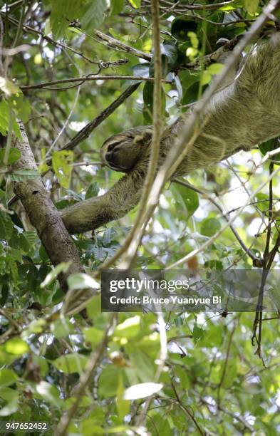 sloth on the tree - quepos stock pictures, royalty-free photos & images