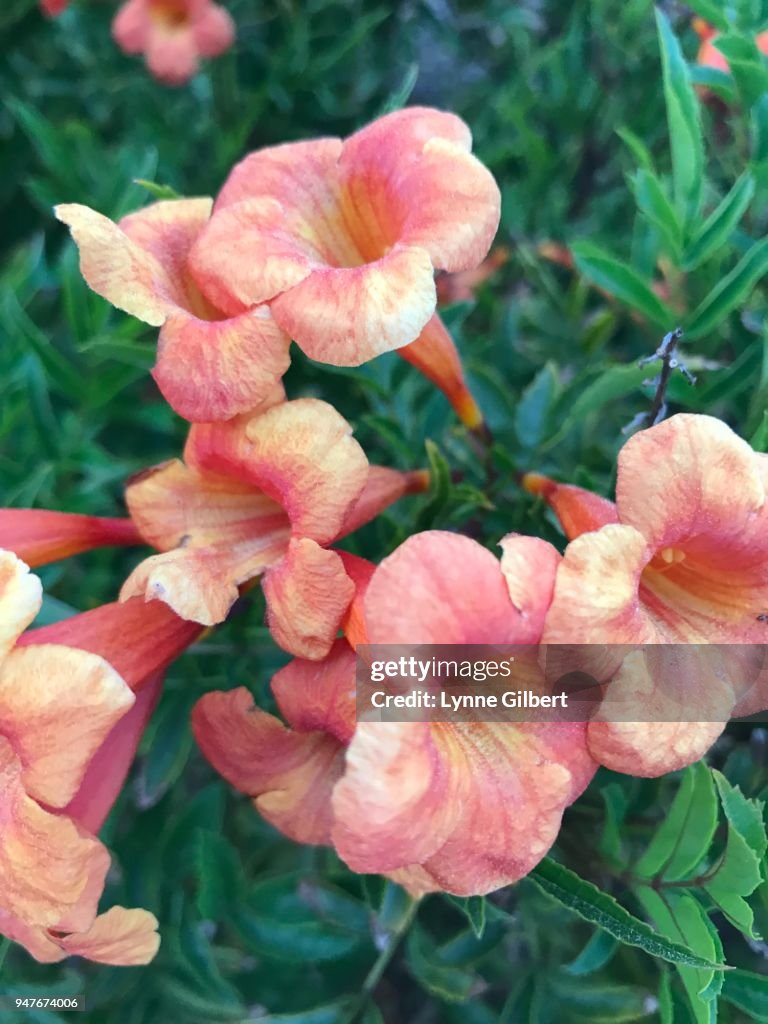 Red & Yellow bell shaped flowers bloom in Spring