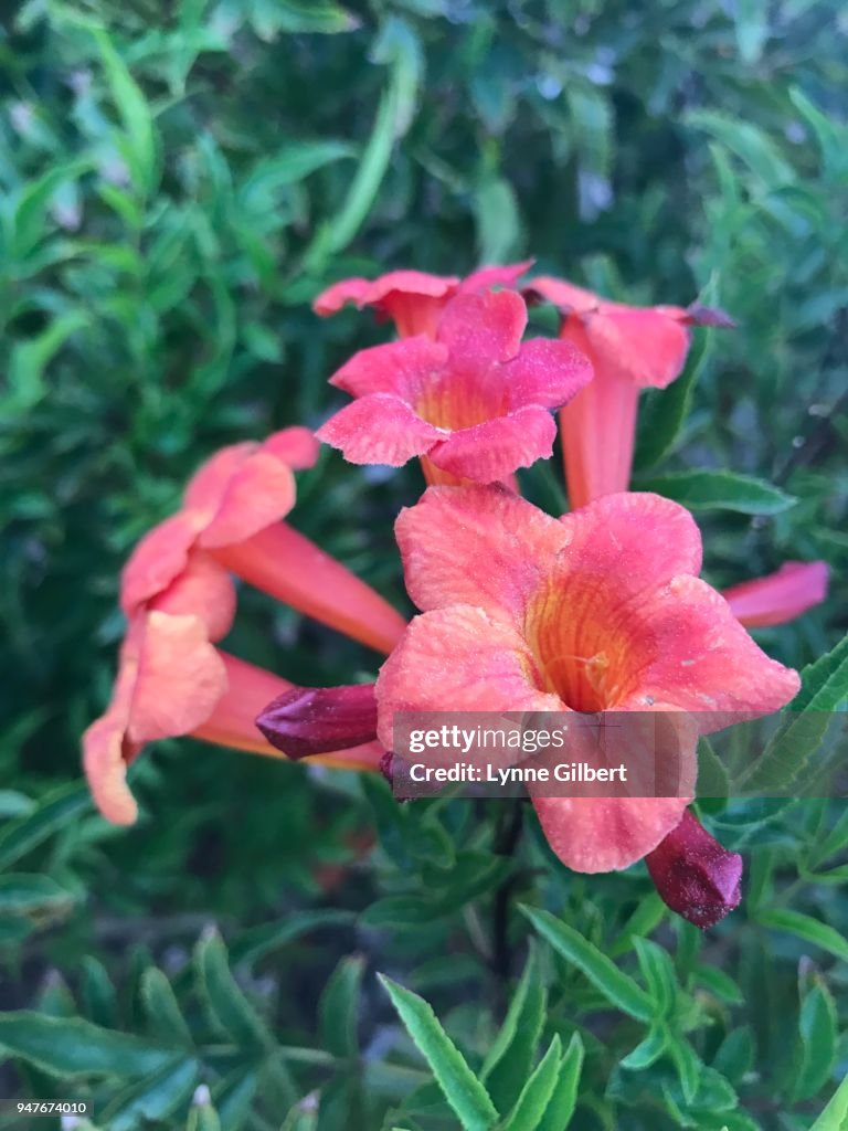 Red & Yellow bell shaped flowers bloom in Spring