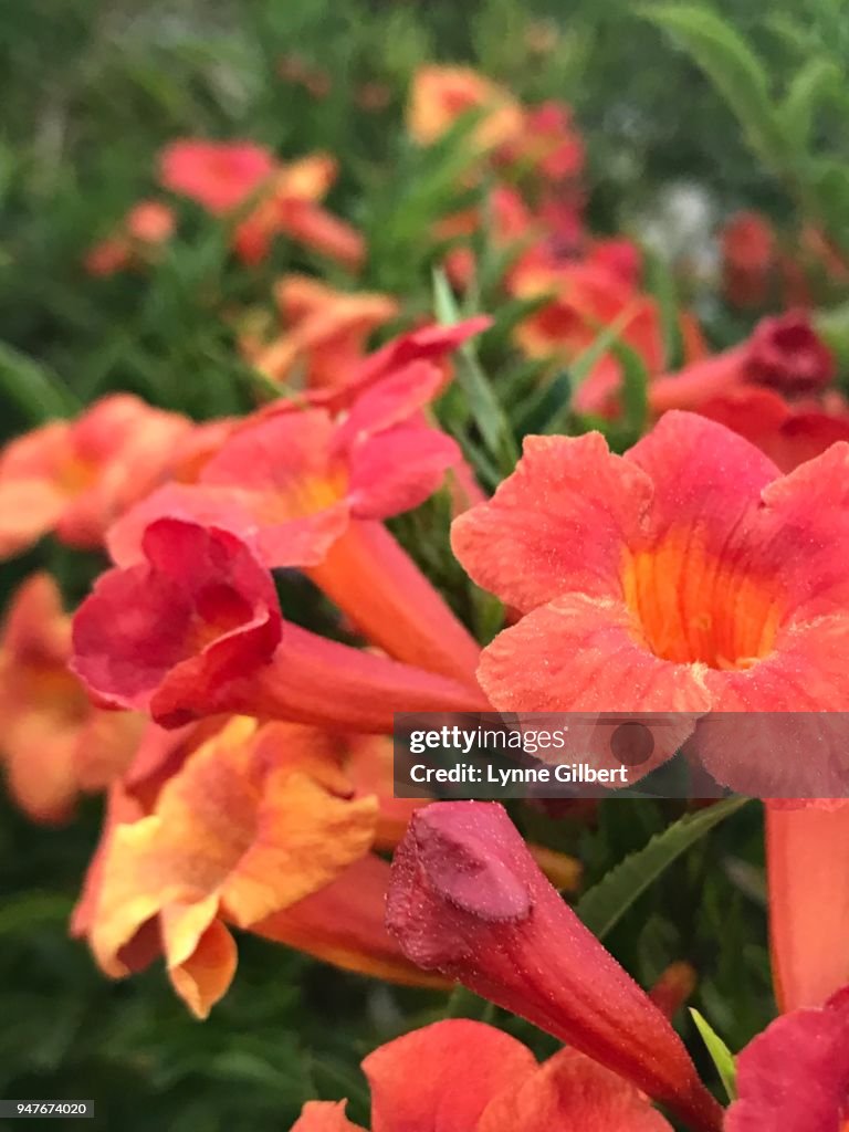 Red & Yellow bell shaped flowers bloom in Spring