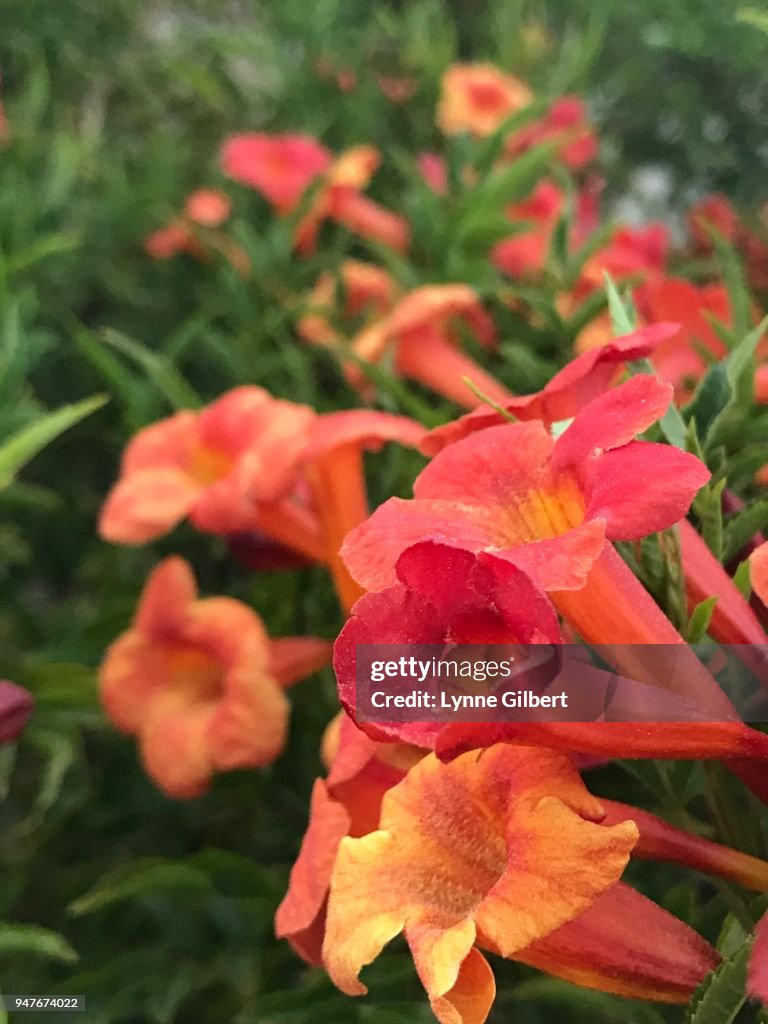 Red & Yellow bell shaped flowers bloom in Spring