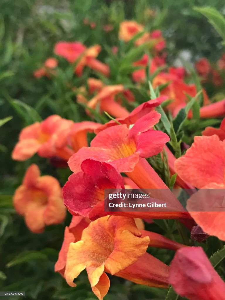 Red & Yellow bell shaped flowers bloom in Spring