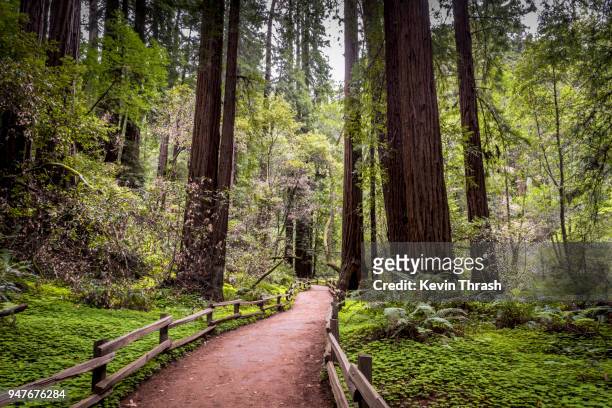 muir woods redwood creek trail dirt path, long shot - redwood stockfoto's en -beelden