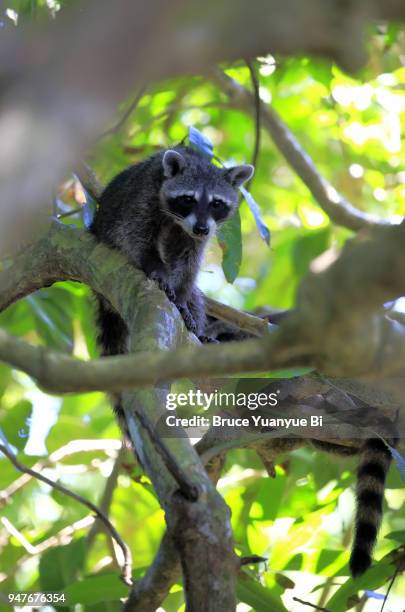 white-nosed coatimundi - by racoon on white photos et images de collection