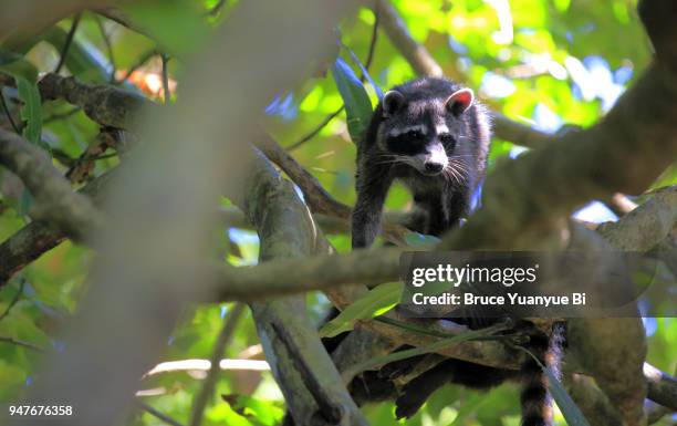 white-nosed coatimundi - by racoon on white photos et images de collection