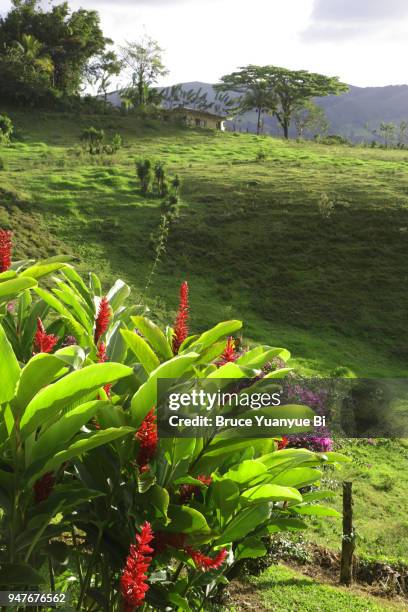 lush tropical land with red ginger flowers - ginger flower stock pictures, royalty-free photos & images