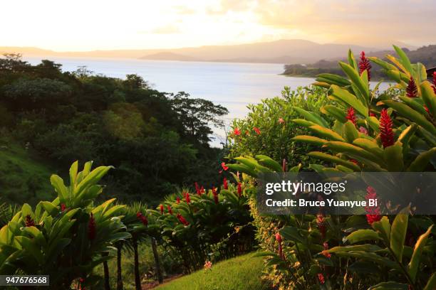 lake arenal with volcano - tropical flower 個照片及圖片檔